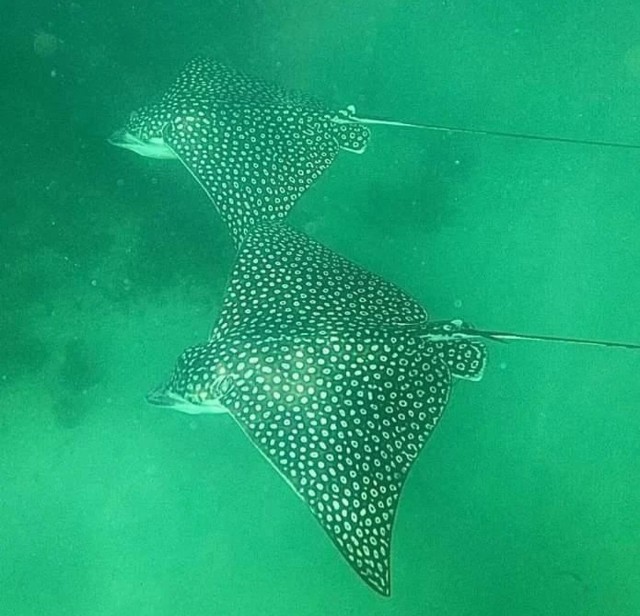 eagle ray