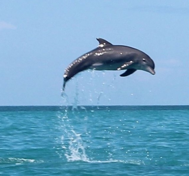 dolphin